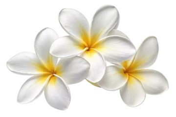Gardinen Delicate white plumeria flowers with golden-yellow centers, symbolizing purity and serenity in a minimalist arrangement, isolated on a transparent background © Tanicsean