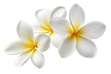 Naklejka premium Elegant white plumeria flowers with soft yellow centers, showcasing natural simplicity, isolated on a transparent background