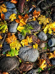 Autumn leaves background 