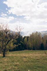 Fototapeta premium A lush, green meadow with a foreground tree and a forest leading to mountains in the distance under a cloudy sky.