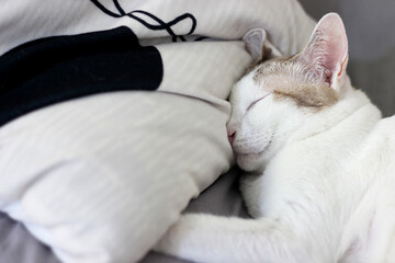 A cat is sleeping on a bed