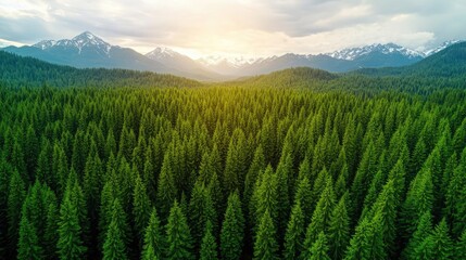 Fototapeta premium Aerial View forest idea. Breathtaking aerial view of lush green coniferous forest with misty mountains in background.