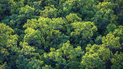 Naklejka premium Aerial View forest idea. Aerial view of lush green forest canopy showcasing vibrant foliage and diverse trees.
