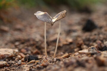 two small mushroomes in the ground