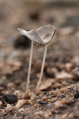 two small mushroomes in the ground