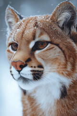 Obraz premium A close-up of a pumaâ€™s face, highlighting its intense eyes and detailed fur texture, set against a plain white backdrop,