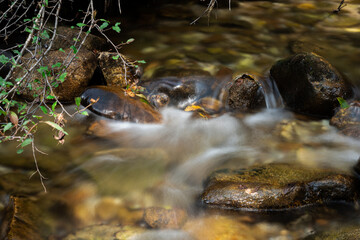 stream in the forest