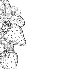 Strawberry vector black and white frame hand drawn with ink. Leaves, berries and flowers of strawberry on a white background. Template for label design