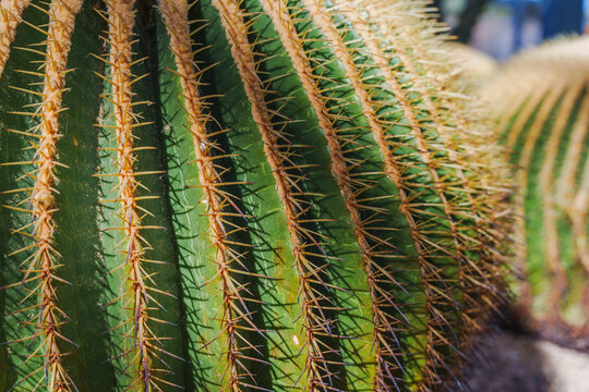 Close-up photo of golden thorn cactus (Parodia leninghausii)