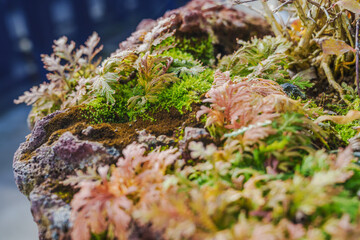 Close-up of pink fern growing among green moss bushes