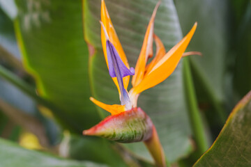 Close-up photo of colorful Strelitzia flowers in bloom