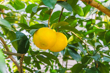 Close-up of orange tree with fresh fruit