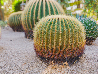 Close-up photo of golden thorn cactus (Parodia leninghausii)