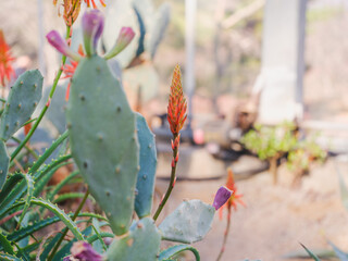 Garden with orange aloe arborescent flowers and cactus flowers