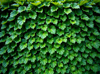 Lush Green Wall Covered in Various Types of Foliage new image