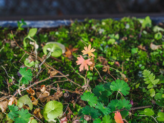 Close-up of a meadow with cute green leaves growing on it