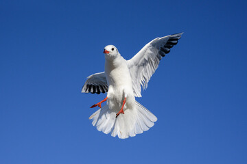 Black headed Gull in flight