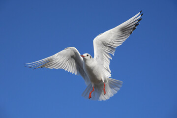 Black headed Gull in flight