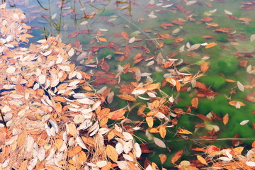 池の水面に浮かぶ落ち葉と沈んだ落ち葉