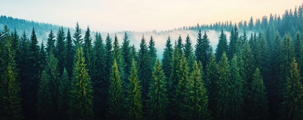 Fototapeta premium Aerial View forest idea. A tranquil forest landscape at dawn, showcasing lush green trees and misty hills.