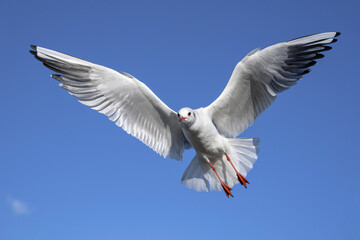 Black headed Gull in flight