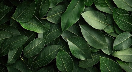 Fototapeta premium Tropical frame concept. A vibrant arrangement of lush green leaves creating a natural, serene backdrop.