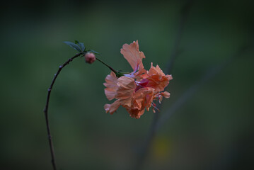 Hibiscus flower in branch with dark green background