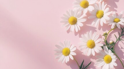 Fototapeta premium Minimalist white daisy and chamomile flowers flat lay on pale pink background – spring and summer floral arrangement with copy space, top view for creative lifestyle and design projects