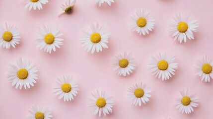 Fototapeta premium Minimalist white daisy and chamomile flowers flat lay on pale pink background – spring and summer floral arrangement with copy space, top view for creative lifestyle and design projects