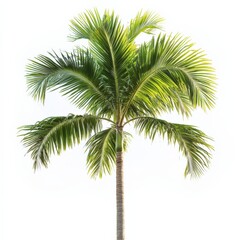 single palm tree against a white background