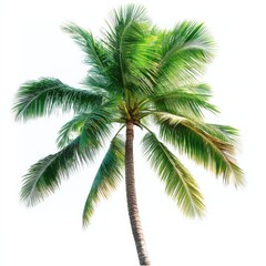 isolated palm tree on white background