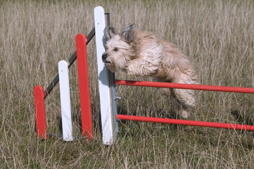 Chien pratiquant l'agility