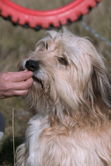 Agility dog/ dressage