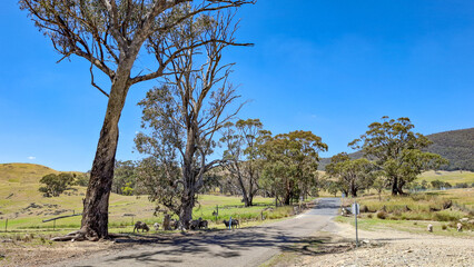 Australian country landscape with trees and sheep 