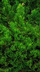 green cypress tree leaves texture juniper evergreen fir leaf christmas color natural abstract background
