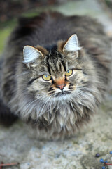 Fototapeta premium Portrait of cute street cats