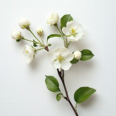 Fototapeta premium close-up of a flowering branch with white blossoms