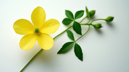 single yellow flower with green leaves and buds on white surface