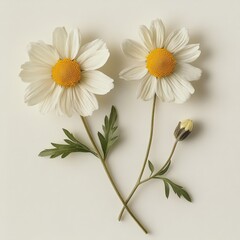 two white daisies and a flower bud with stems and leaves on a white background