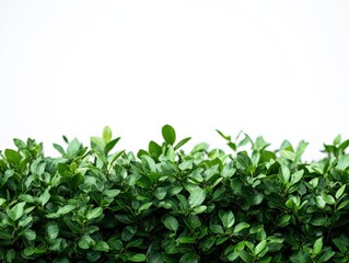Obraz premium a close up of a green hedge