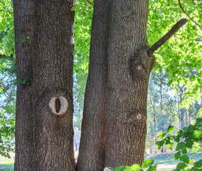 Male and female trees