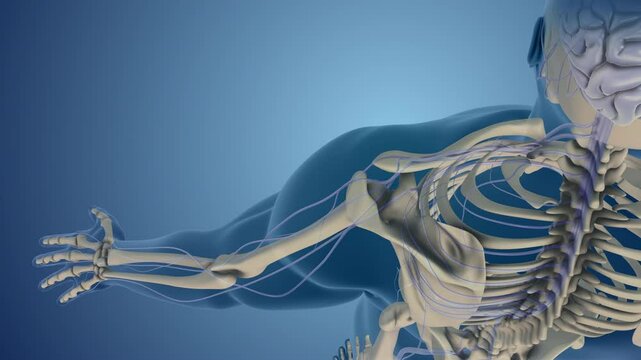 Comprehensive View of Shoulder Brachial Plexus Nerves