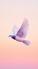 Obraz premium A white dove in flight against a soft pink and orange sunset.