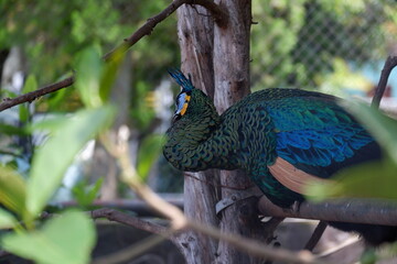 Obraz premium Photo of a beautiful peacock in a cage