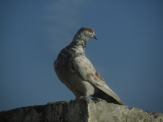 Paragon of nature.
