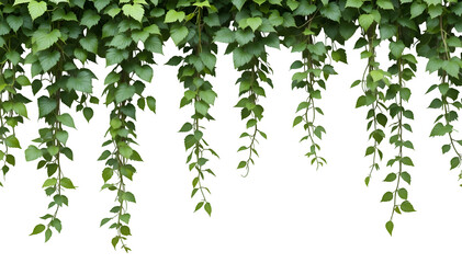 Fototapeta premium Isolated on a white background, the climbing plant is framed by a white frame