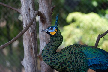 Obraz premium Photo of a beautiful peacock in a cage
