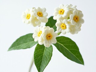 Obraz premium close up of white flowers with yellow centers and green leaves