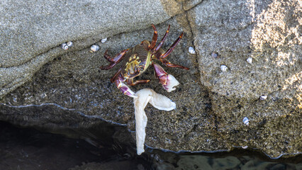 Obraz premium Purple Rock Crab