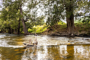 river rapids and trees